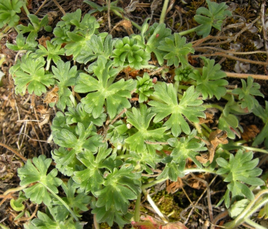 Geranium austroapenninum (=G.cinereum)